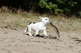 BOULEDOGUE FRANCAIS 338